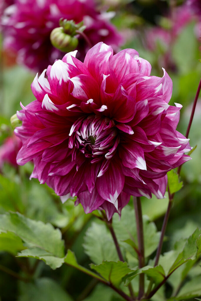 Dahlia Dekorativ Yarra Falls 1-pack